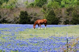 Cheval Et Bluebonnets Wallpaper