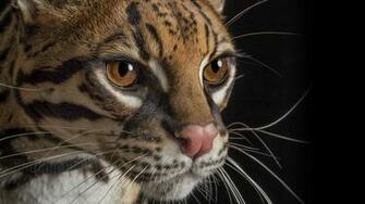 Ocelot San Diego Zoo Animals Plants