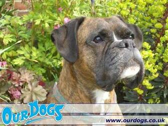 Cute Boxer Boxers Wallpaper