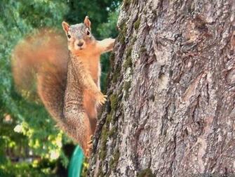 Desktop Wallpaper Animals Background Backyard Buddy