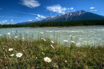 Daisies Amazing Colourfull Landscape Of Desktop Wallpaper