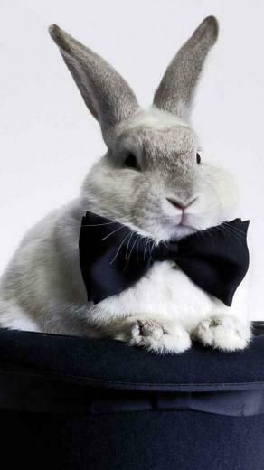 Lovely Easter Bunnies iPhone HD Wallpaper