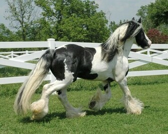 Gypsy Vanner Horse Wallpaper