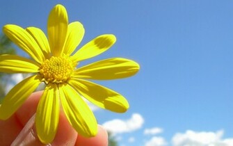 Sunny Flower Wallpaper And Image Pictures Photos