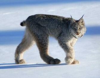 Wallpaper S Collection Canadian Lynx