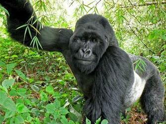 Real Jungle Animals My HD