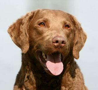 Chesapeake Bay Retriever Pictures Wallpaper9
