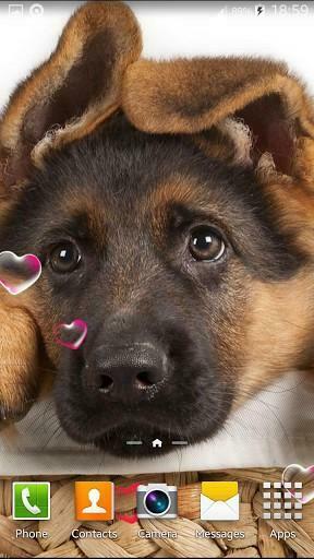 Puppy Live Wallpaper Captura De Tela