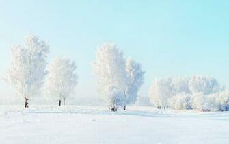 Winter Snow Trees Frost X Close