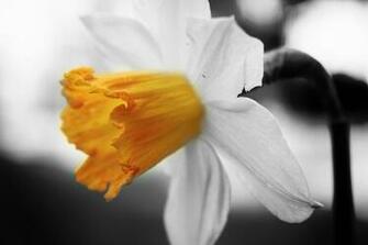 Category Nature HD Wallpaper Subcategory Spring