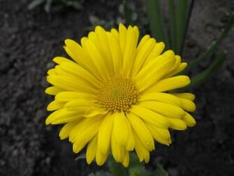 The Yellow Daisies Photography Wallpaper Plant Desktop Background