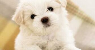 Michael Shawn Say S His Pet Poodle Embarrassed Him Over The Weekend