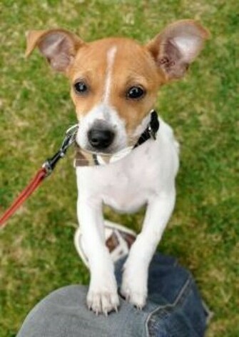Jack Russel Puppy Jumping