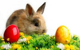 Description Happy Easter Bunny Wallpaper Is A Hi Res For Pc