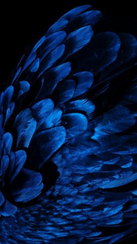 Wallpaper Feathers Wing Blue Dark Samsung
