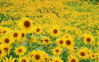 Sunflower Wallpaper Desktop
