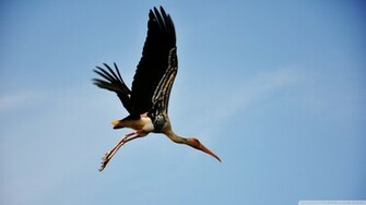 Painted Stork Wallpaper