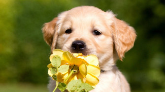 Labrador Wallpaper