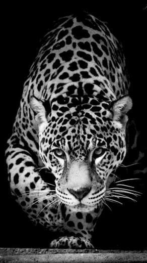 Black Jaguar Animal HD Wallpaper Image