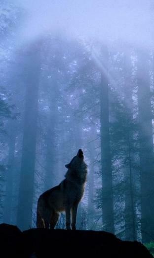 Wolves Live Wallpaper Brings You The Best New Background Pictures Of