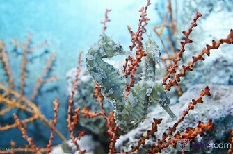 Seahorse Hippocampus Underwater Life Wallpaper Image Crazy Gallery