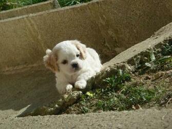 Chiot Shih Tzu De Pure Race Rserver HD Walls Find Wallpaper