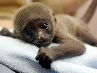 Home Monkey Cute Baby Wallpaper