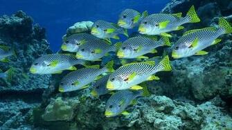 Fish Computer Wallpaper Desktop Background Id