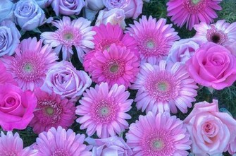 Pink Background Daisy And Roses By Connie Cooper Edwards