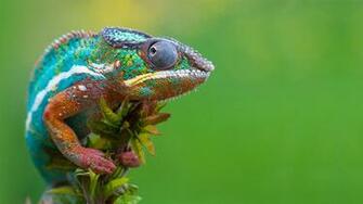 Live Wallpaper Snake Dowload Desktop Fruit Green Apple