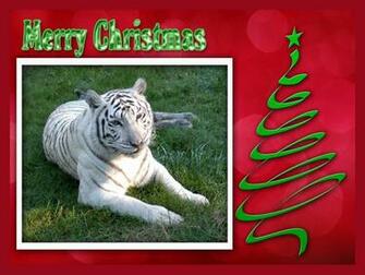 Christmas Wallpaper White Tiger Chat Big Cats
