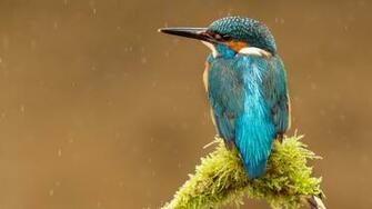 Blue Kingfisher Bird Wallpaper