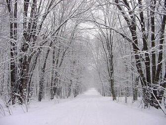 Snowy Forest Wallpaper