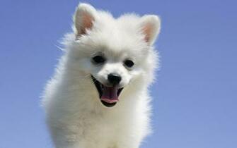 Pomeranian Wallpaper