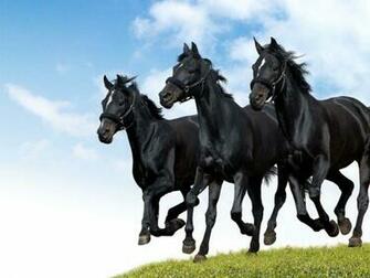 Black Horse Wallpaper