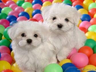 Image Beautiful Bichon HD Wallpaper And Background Photos