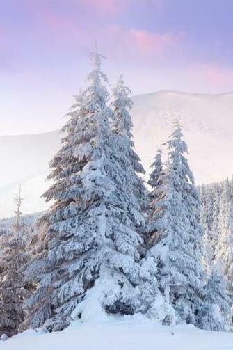 Winter Snow Tree iPhone Wallpaper Background And