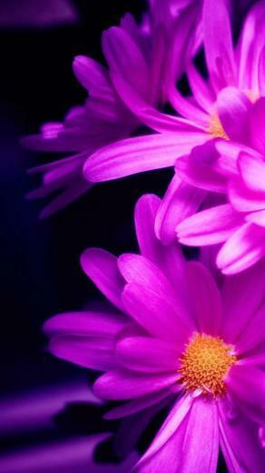 Flower iPhone Plus Wallpaper HD