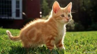 Cat Wallpaper For Computer