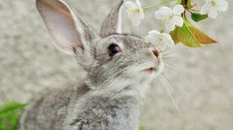 Rabbit Wallpaper HD Beautiful Desktop