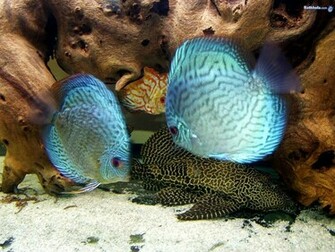 Discus Fish Wallpaper Display Full Image