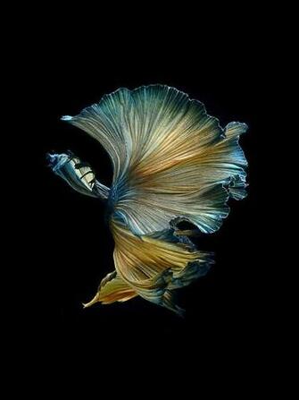 iPhone 6s Announced With Betta Background Live Tropical Fish