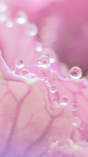 Pink Phone Background HD Android