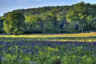 Go Back Image For Summer Wildflowers Wallpaper