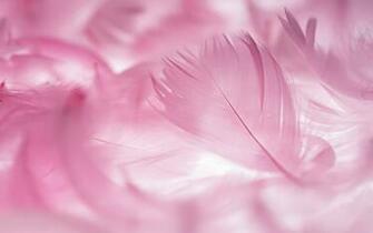 Pink Feathers Pretty In Feather Wallpaper