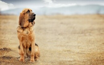 Bloodhound Sitting In A Field Wallpaper And Image