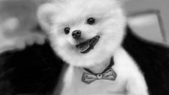 Wallpaper Details File Name Funny Dog Uploaded By Kalimjaja