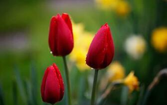 We Also Have Lots Of Image Nature And Flowers So The