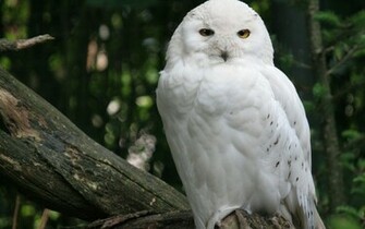 Owls Snowy Owl Wallpaper