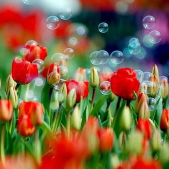 HD Flowers Scenery Wallpaper ImgHD Browse And
